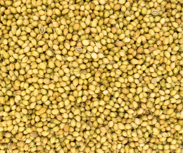 CORIANDER SEEDS